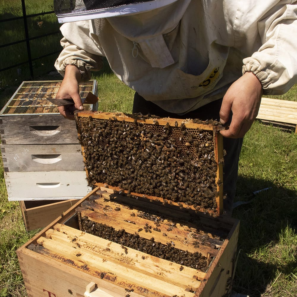 A beekeeper on the Tregothnan Tea Estate in Cornwall, examining the honeycomb of one the estate's hives.